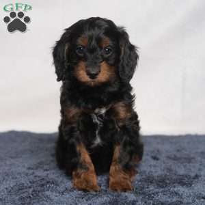 Marissa, Cavapoo Puppy